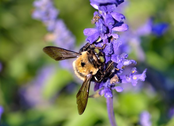 Bumble Bee