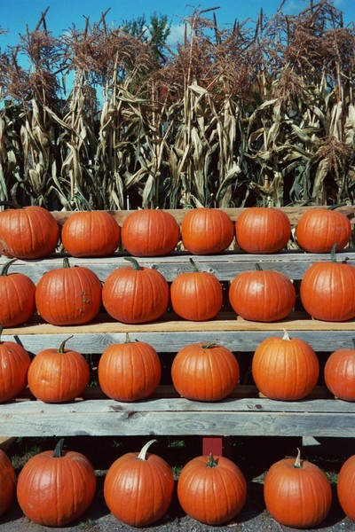 Perfect Pumpkin Row