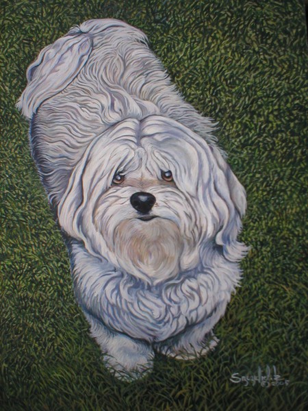 Diamond the Maltese