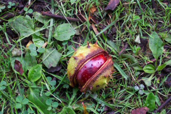 Autumn in a Nutshell