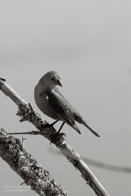 Brown-headed Cowbird