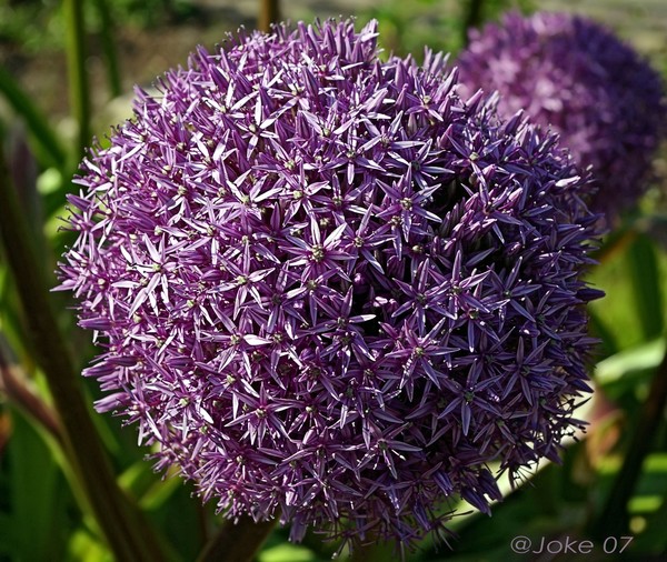 Beautiful purple