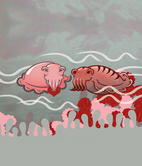 cuddlefish
