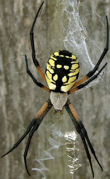 One big spider