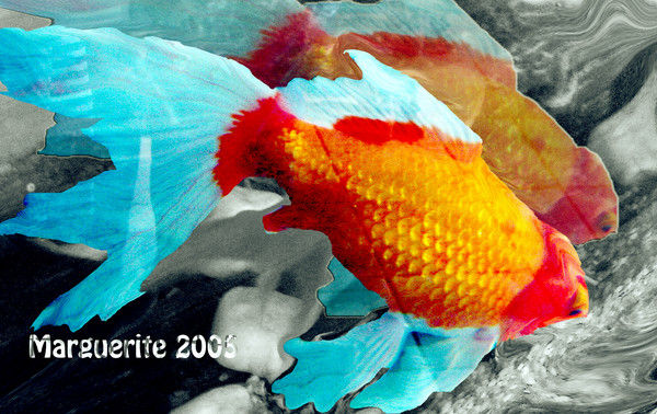 Goldfish