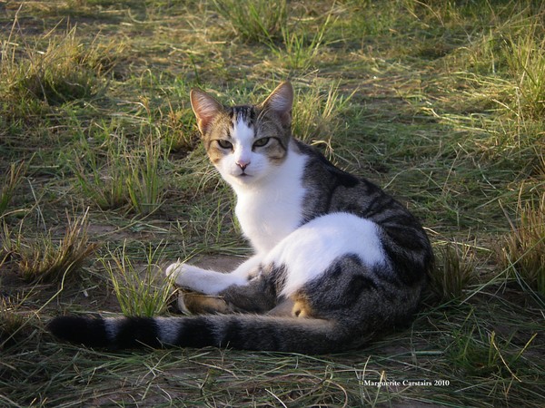 Farm Cat