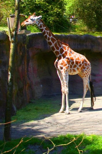 Giraffe