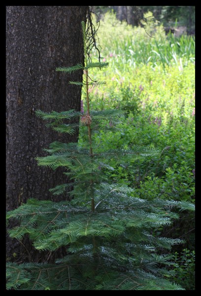 Sapling