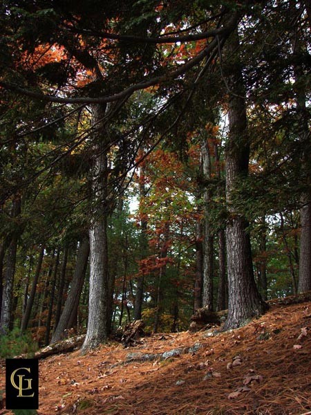 Walden Pond