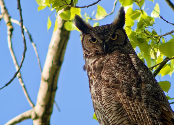 Great Horned Owl