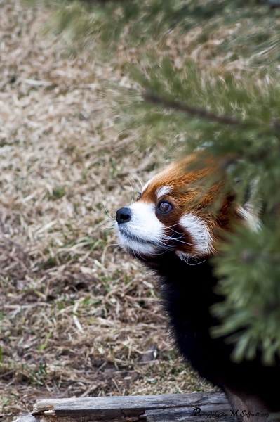 Red Panda