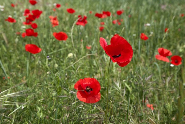 Spanish Poppies