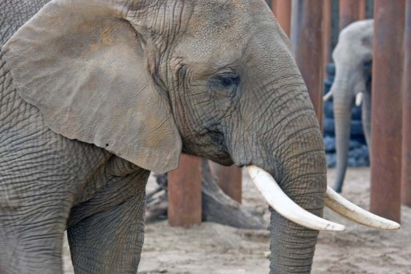 African Elephant