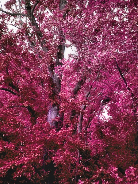 Magenta