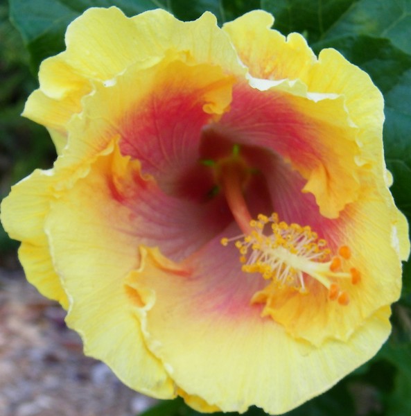 Sunday Hibiscus 52