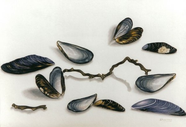 Mussels with black coral