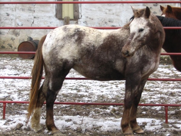 Roan Winter