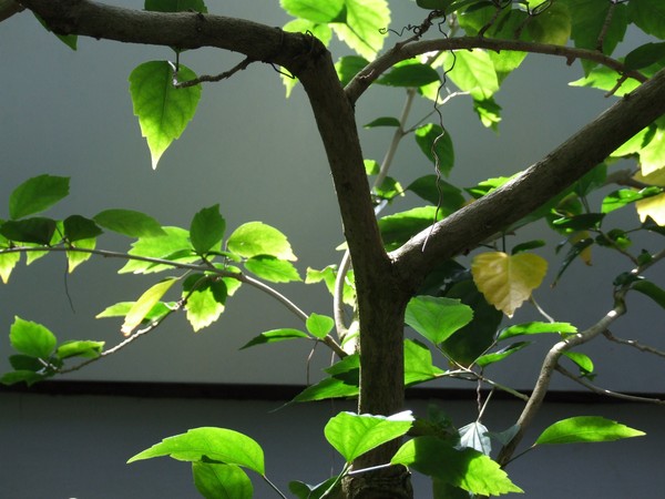 Spring Sunlight