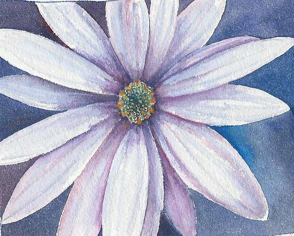 daisy