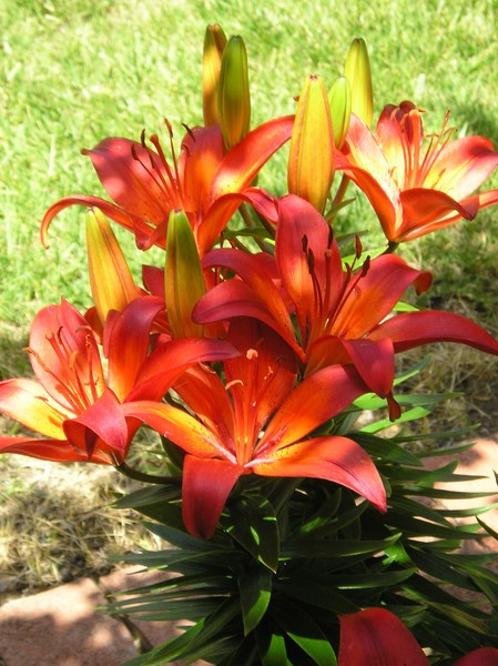 FLOWERS