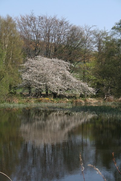 Reflected Tree