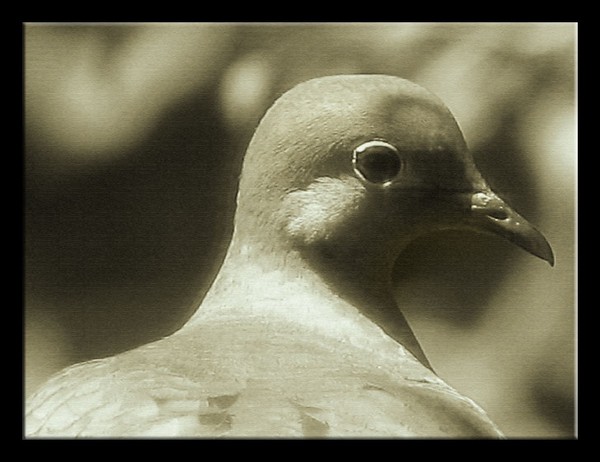 One Dove