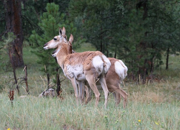 Antelopes