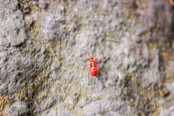 Bug