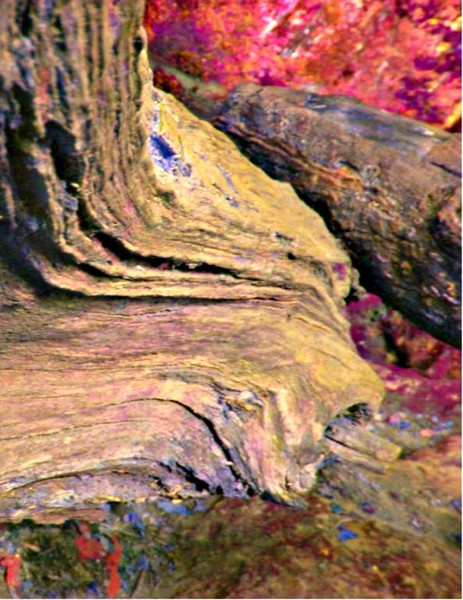 Bull Trunk