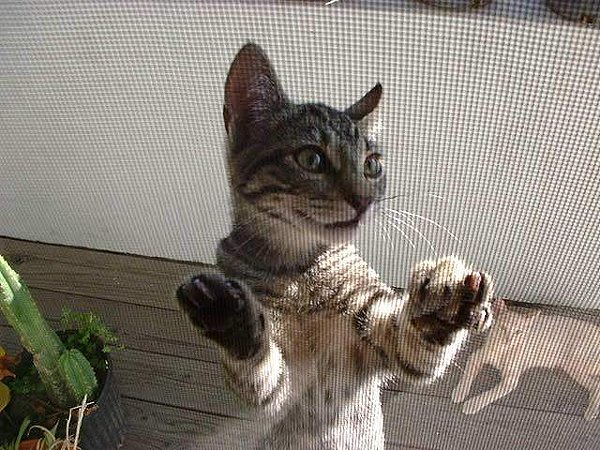 Kitty on Screen Door for Thea