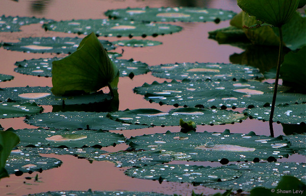 The Pond