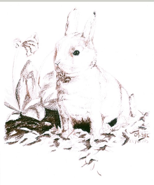 cute rabbit
