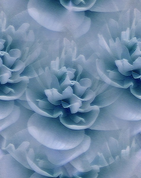 Winter White Lotus In Blue