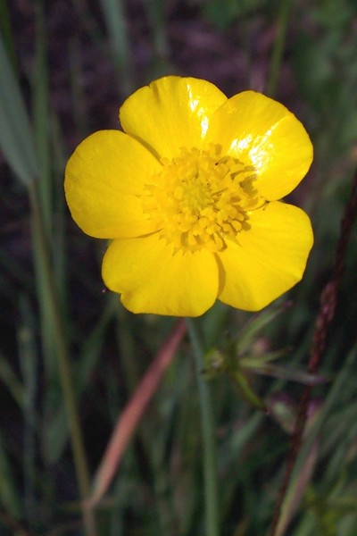 ButterCup
