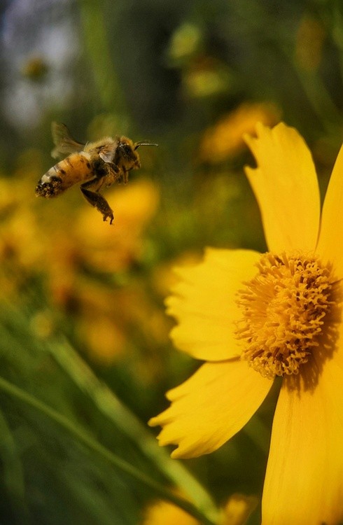 flying to flowers 3