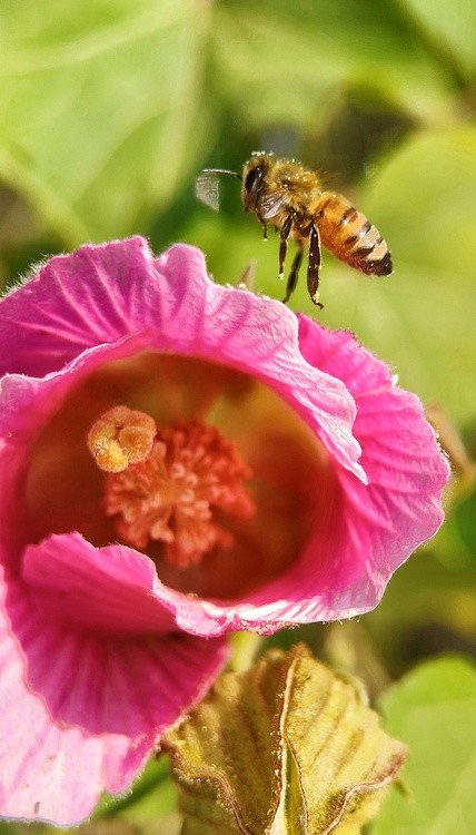 Goodbye Miss Flower