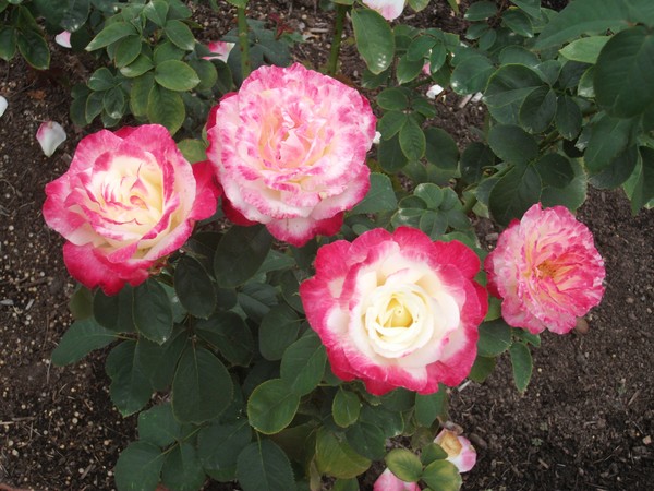 Flowers 4