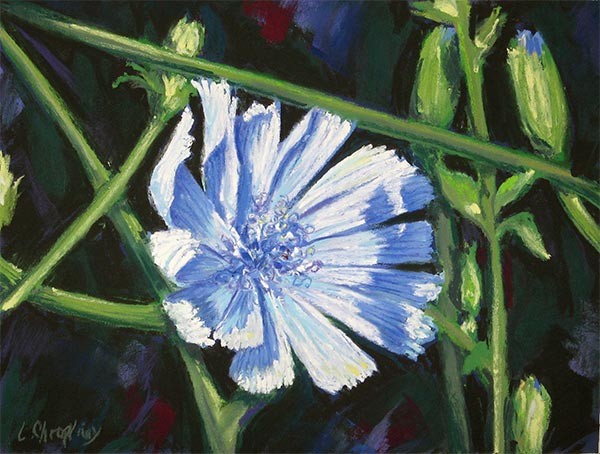 cornflower