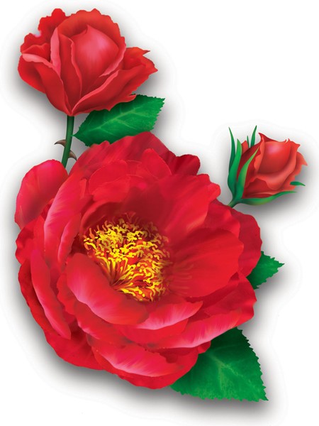 Wild Rose