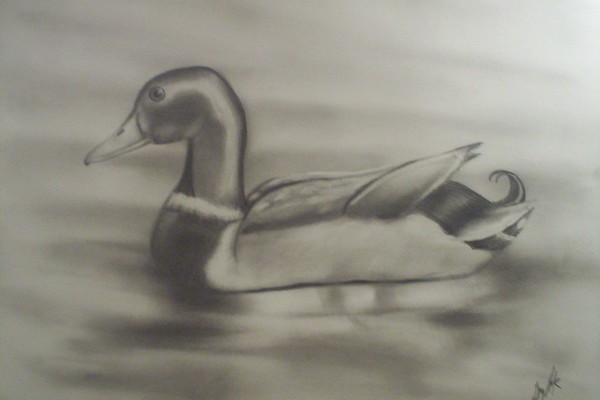 duck