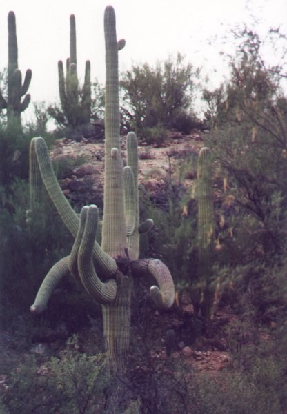 Cactus with Character