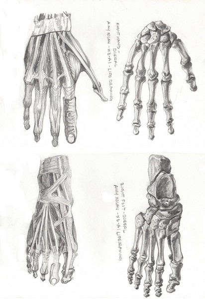 Anatomy IV