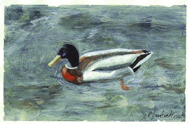 Mallard Postcard