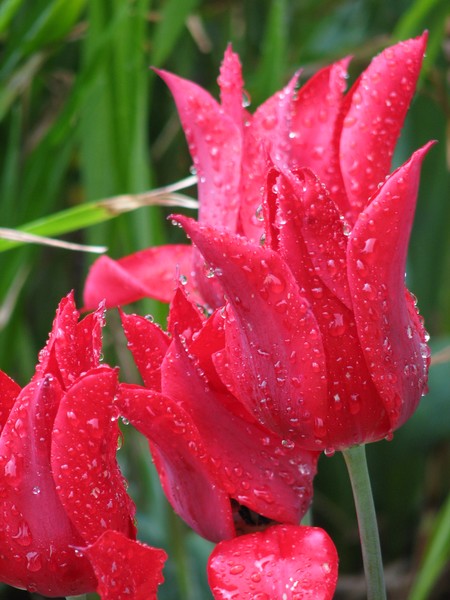 Tear drops on tulips