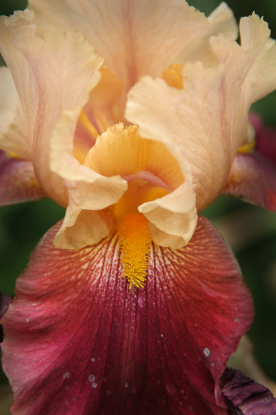 Iris #2