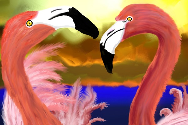 flamingos