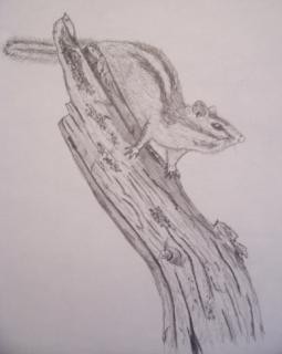 Squirrel