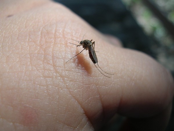 Mosquito