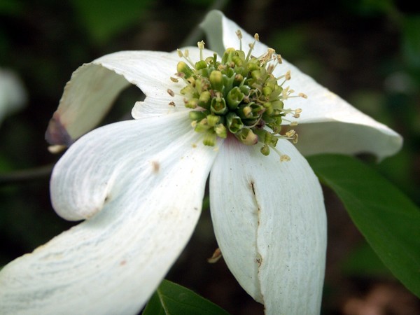 Imagine of a flower