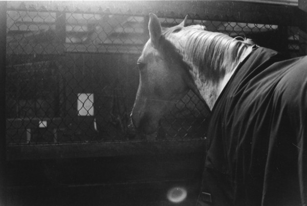 Horse in Stable